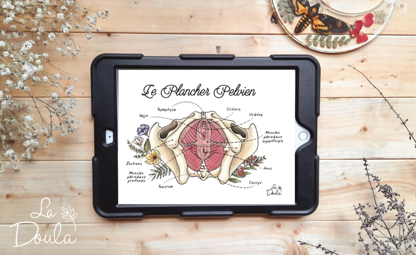 Pelvic Floor (color version)