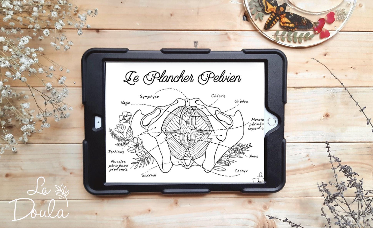 Plancher Pelvien