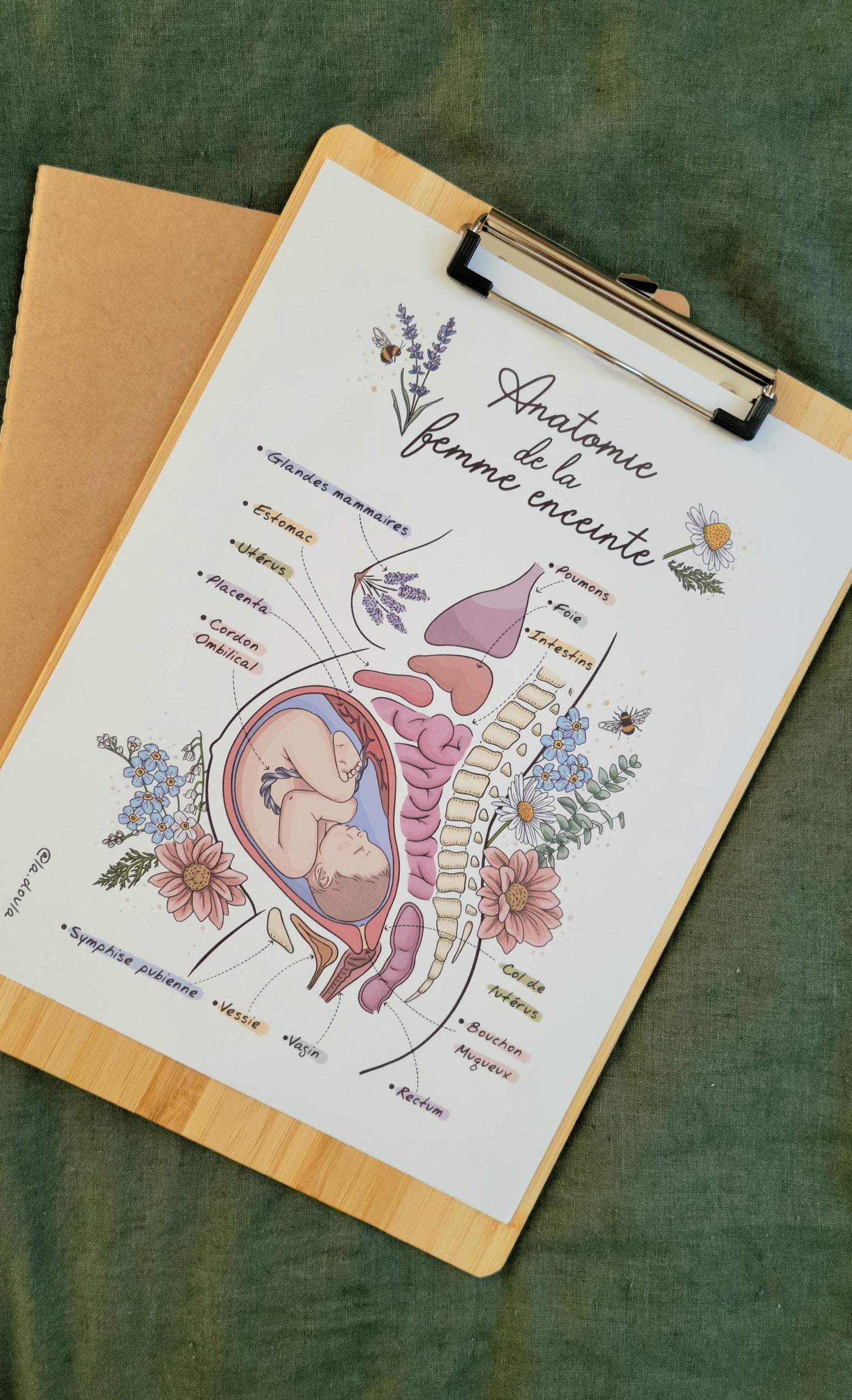 Anatomy of the Pregnant Woman (color version)