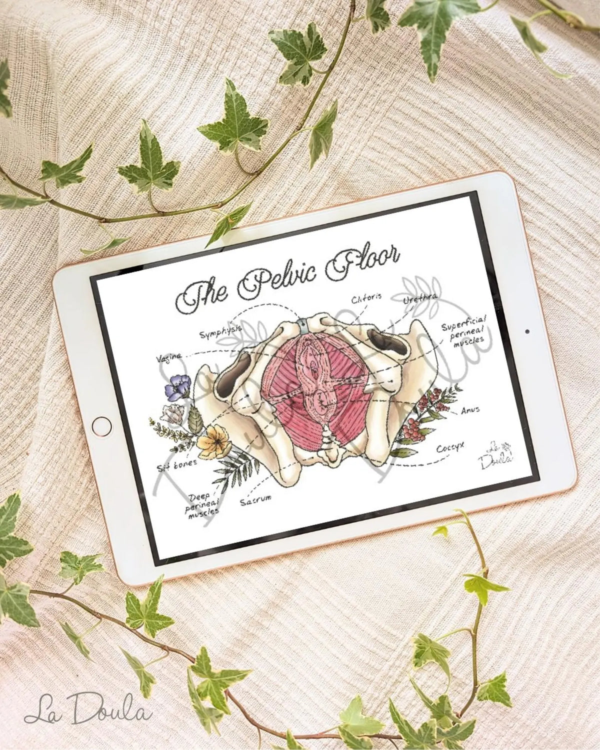 Pelvic Floor (Color version)