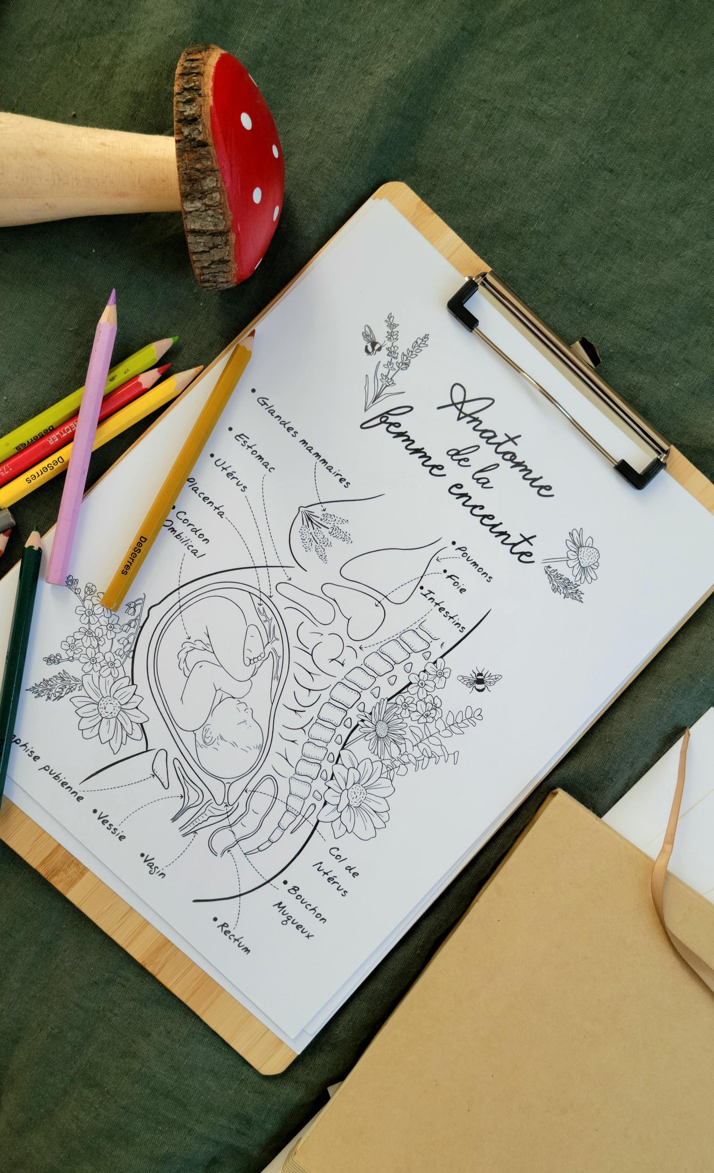 Anatomie de la Femme Enceinte
