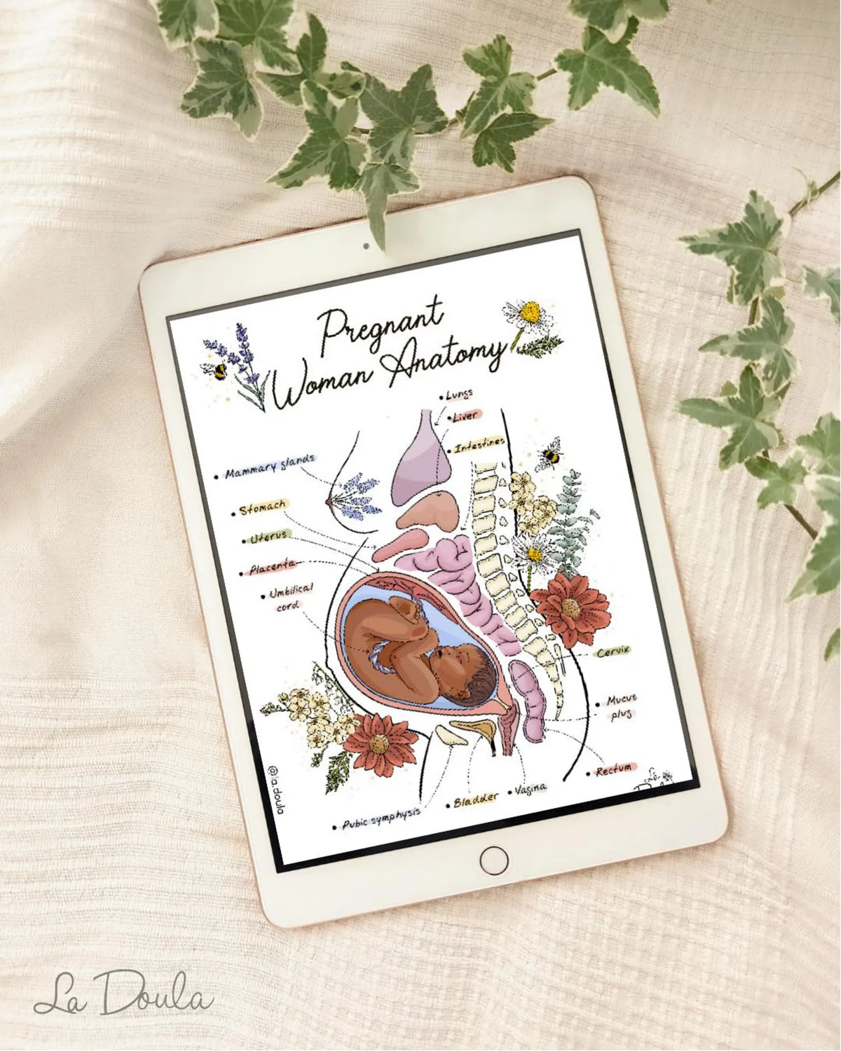Epidural Positions (color version/color background)