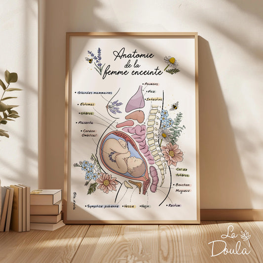 Affiche ANATOMIE