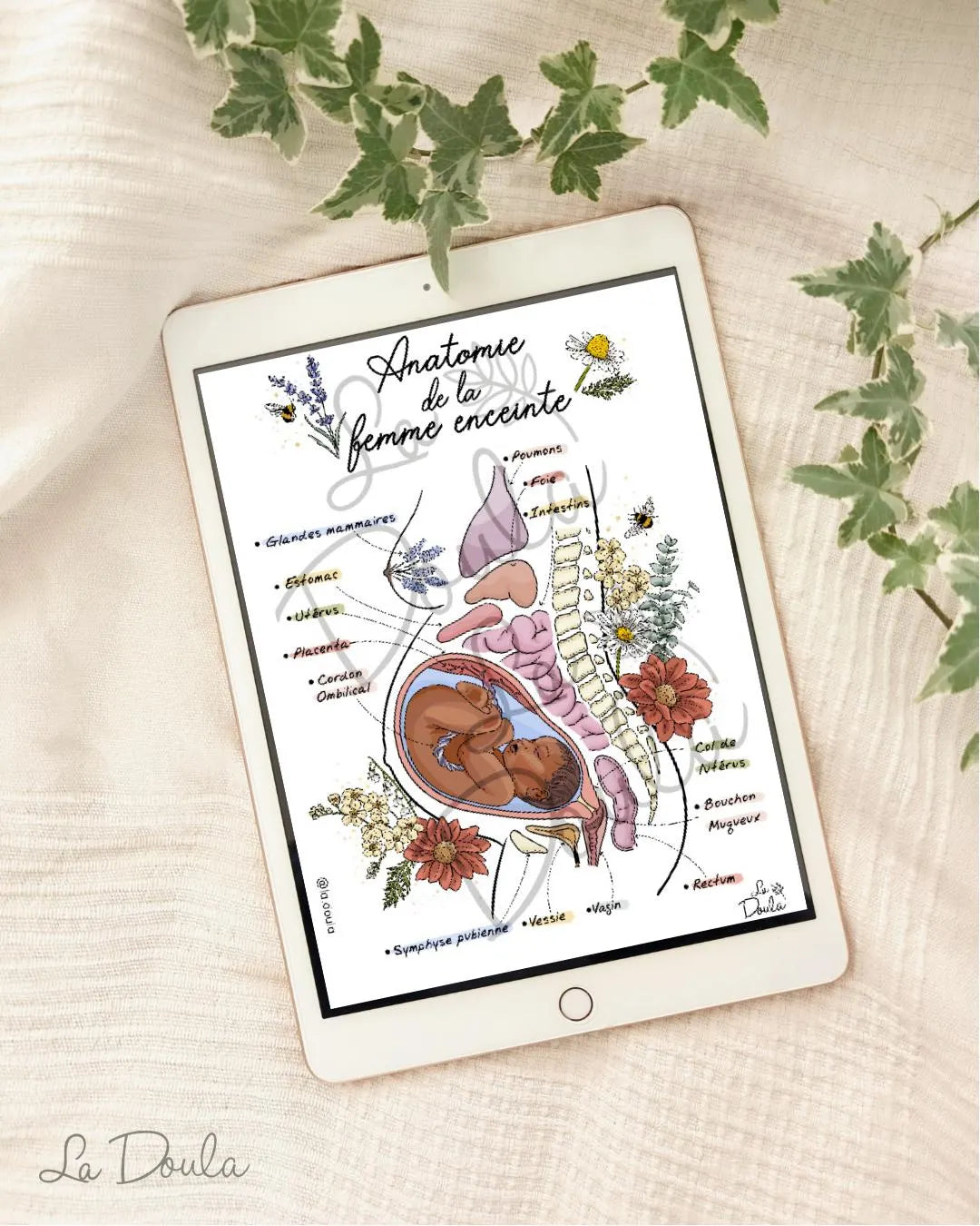 Anatomie de la Femme Enceinte (version couleur)