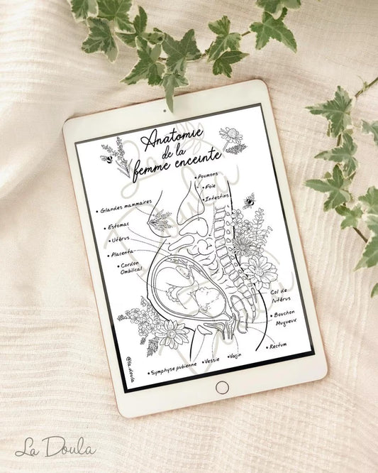 Anatomie de la Femme Enceinte